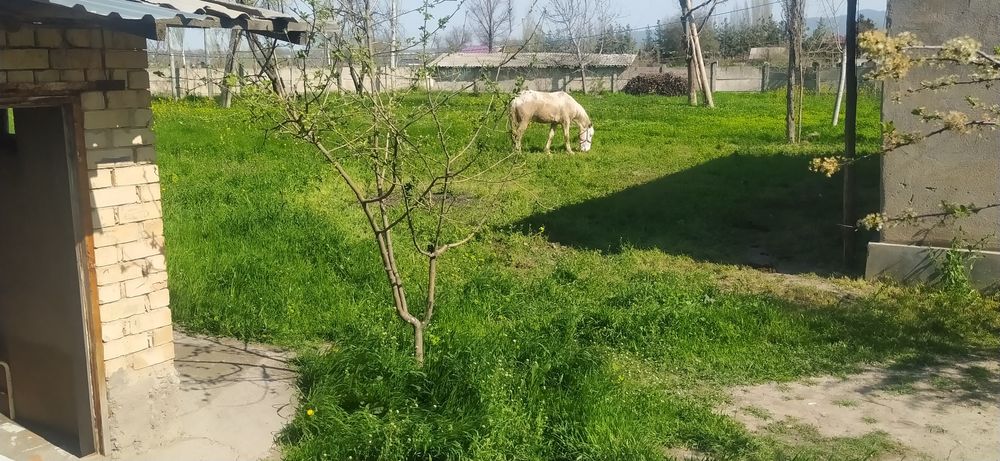 Uy sotiladi! Bo'stonliq tumani