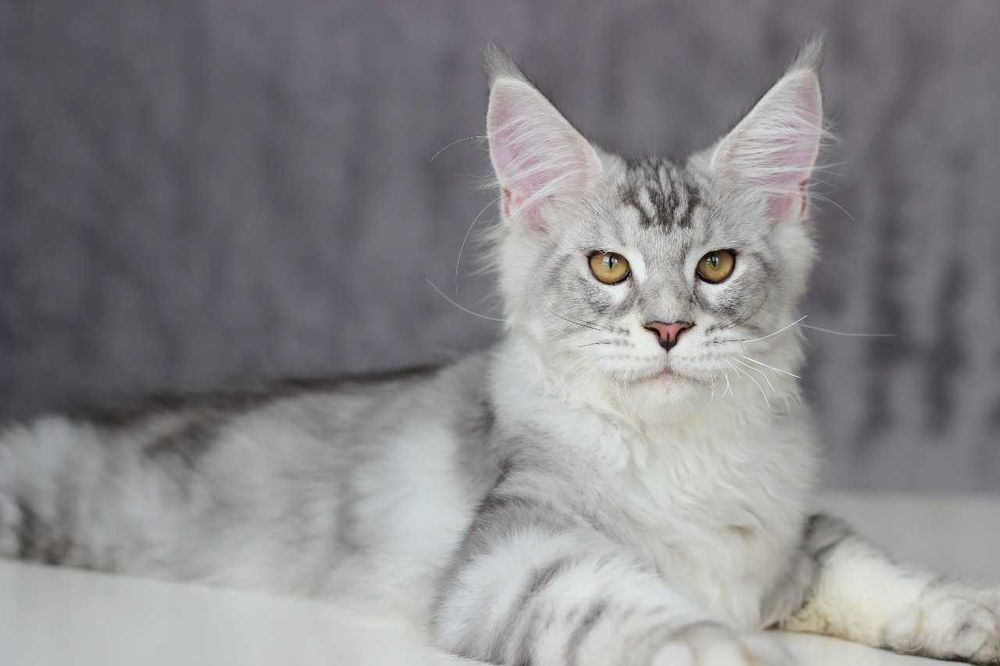 Котенца мейн кун