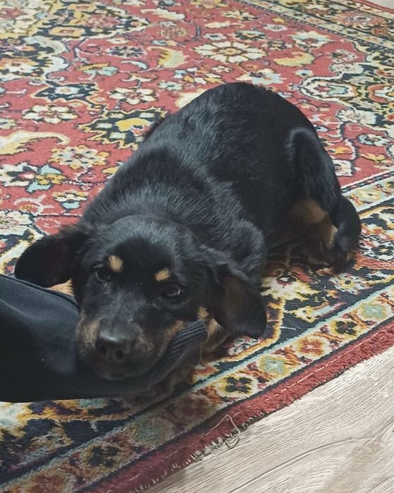 Семейная собака Тося