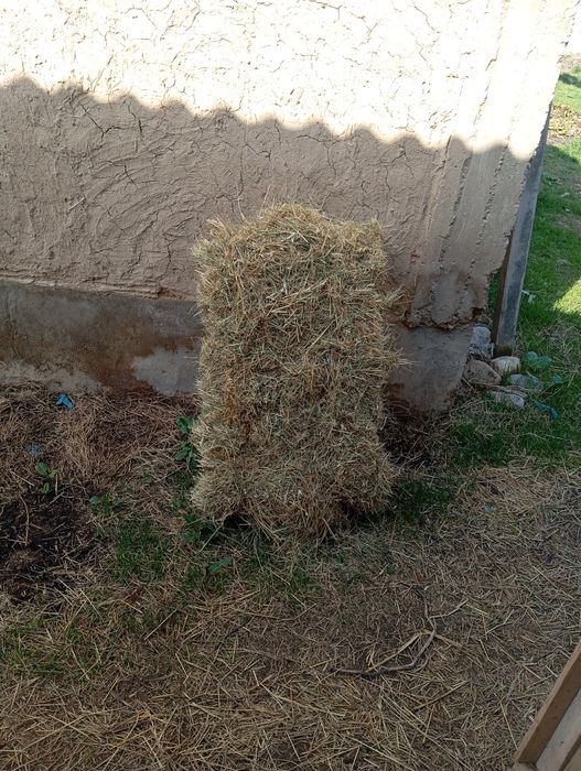 Беда пирис сотилади