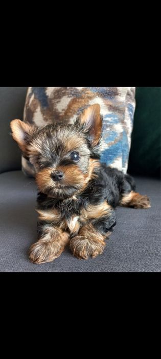Yorkshire terrier talie mica