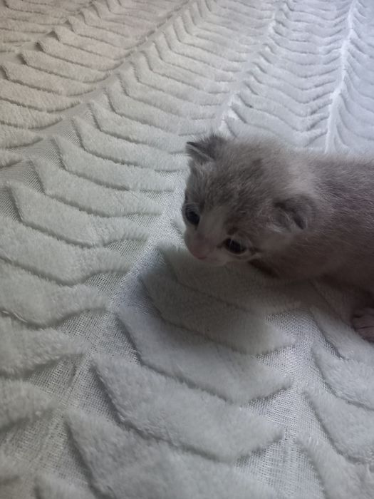 Отдам котят в добрые руки