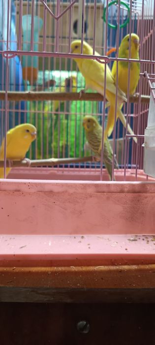 Продам волнистых попугаев