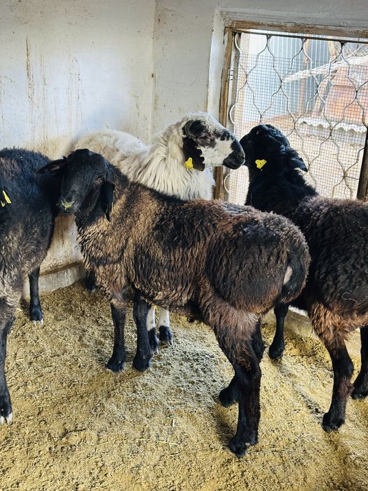 Семіз тоқты қойлар сатылады