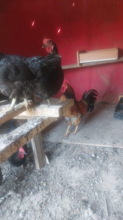 Продаётся куры домашние