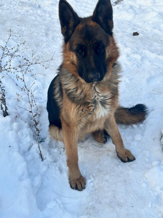 Найдена собака Немецкая Овчарка