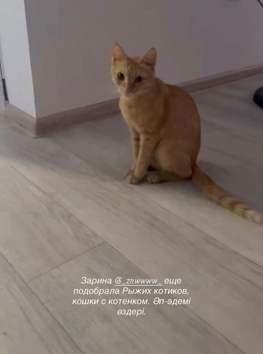 Отдам котенка в добрые руки