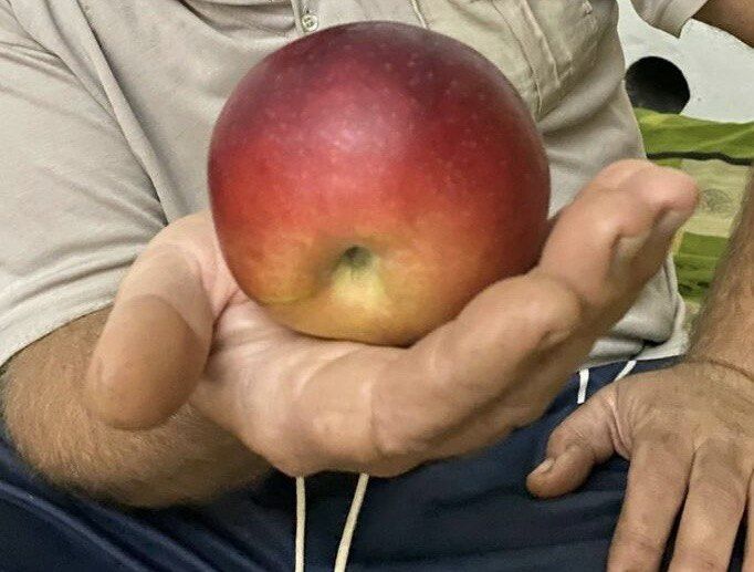 Продам яблони. Яблоки крупные.