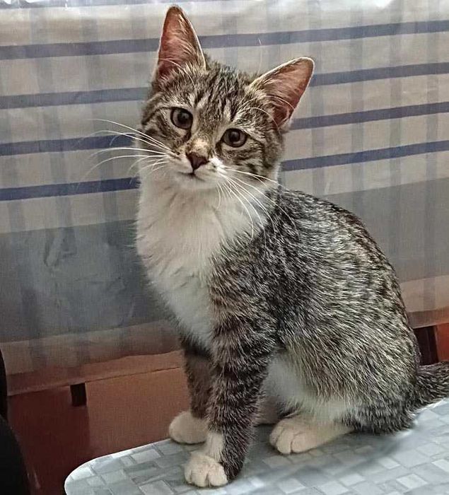 Кошечка 6,5 месяцев. Стерилизованная. В добрые, заботливые руки.