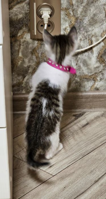 Котёнок мальчик в добрые руки