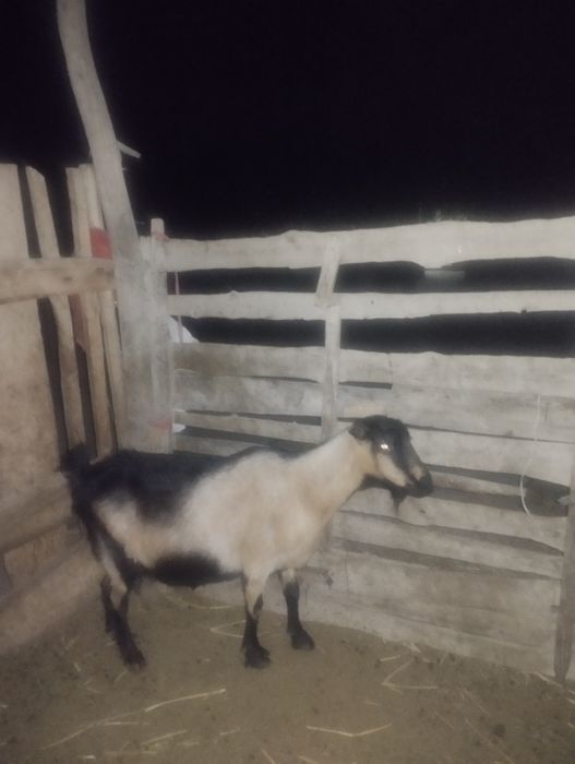 Ешкі сатылады екеу