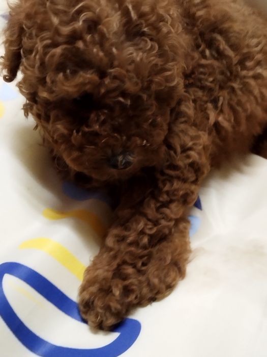 Той пудел родословен