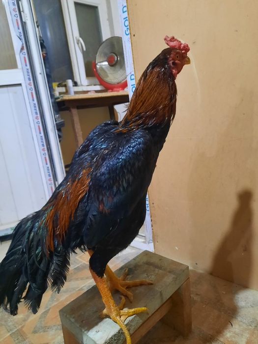 Дакан бойцовая птица