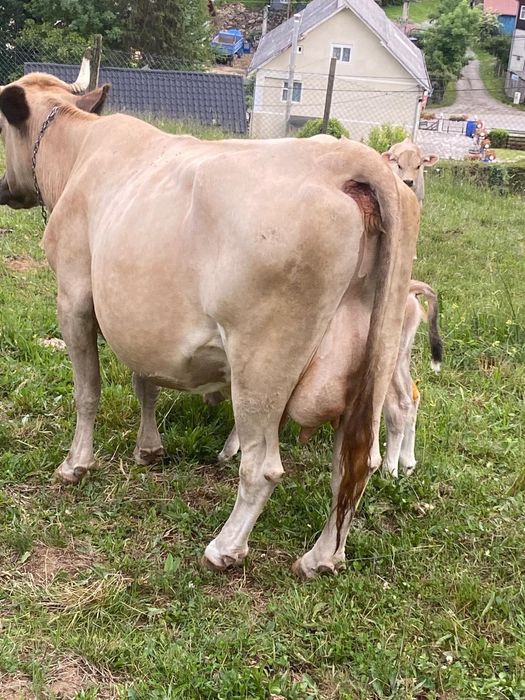De vânzare! Vaca cu vițel!
