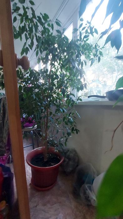 Продам фикус бенджамина