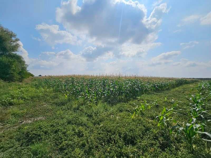 Продава се Земеделски имот в с. Крислово, Област Пловдив -  кв.м за 62 €/дка - Снимка #2