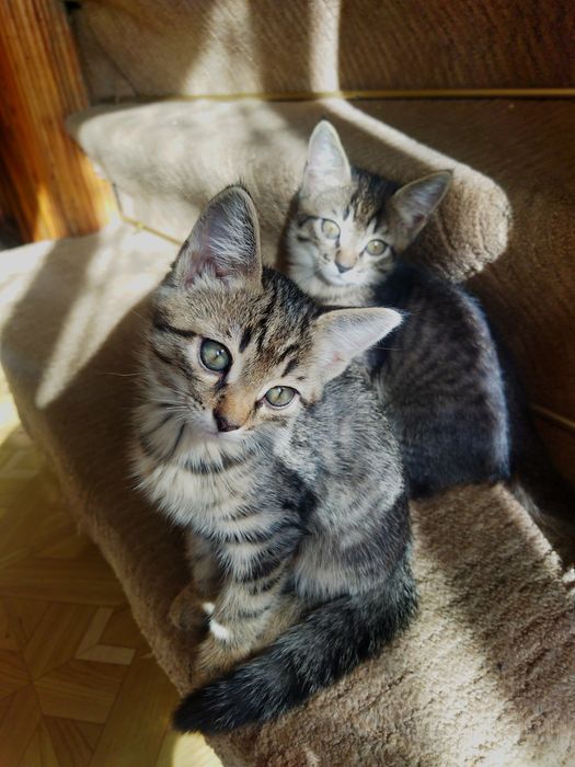 Котята в добрые руки !!