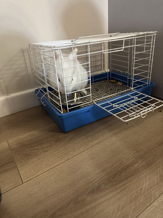 Белый пушистый кролик