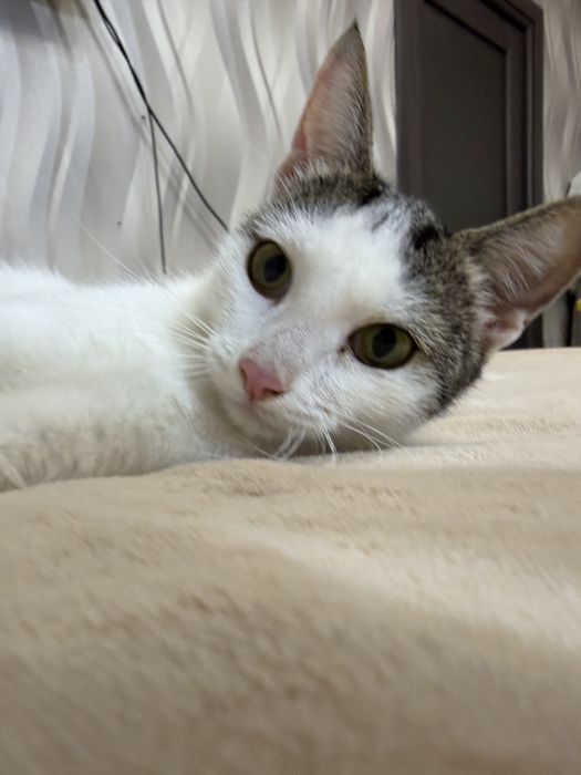 Кошечка ЛАЙМА ищет семью. 8 месяцев. Кастрирована