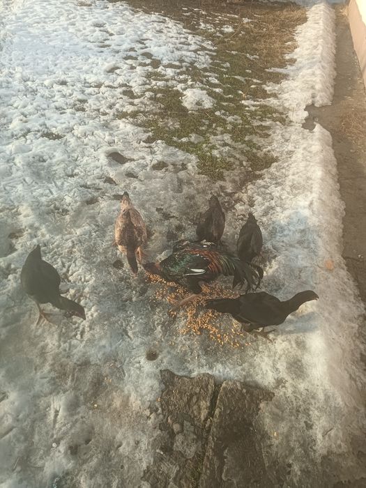 Даканы  продам !!!