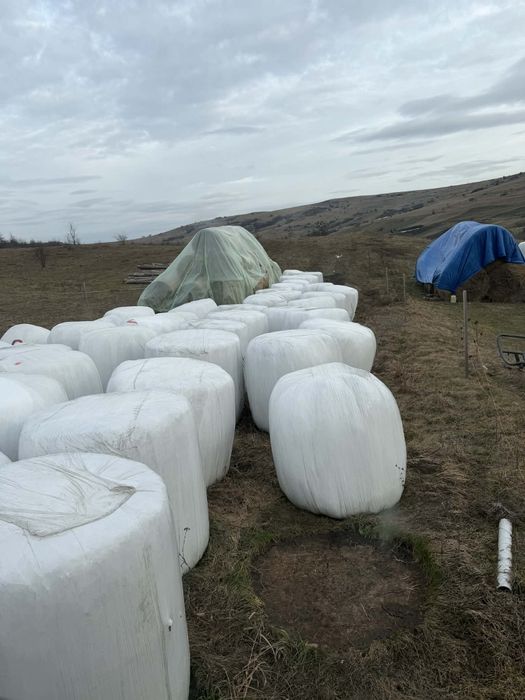 Baloti lucerna foliat