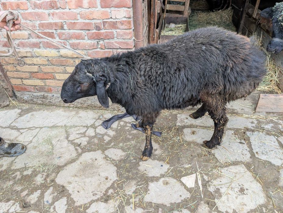 Бараны 4 штуки, стоимость за килограмм 82 000 сум