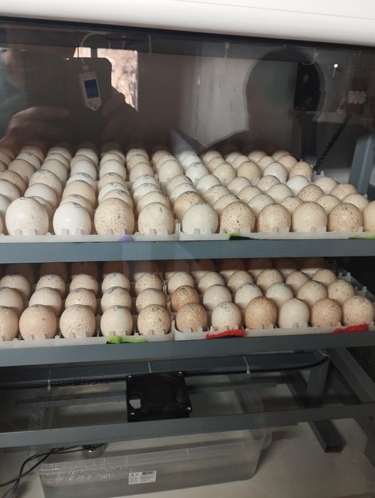 Индейка бронза  .индюшата