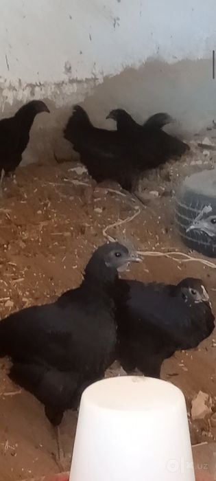 Ухейл жўжа хўрозлари