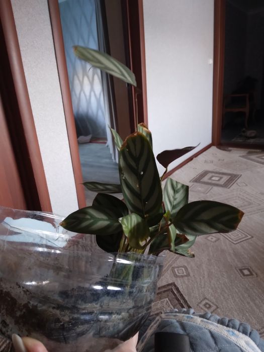 Продам цветы домашние