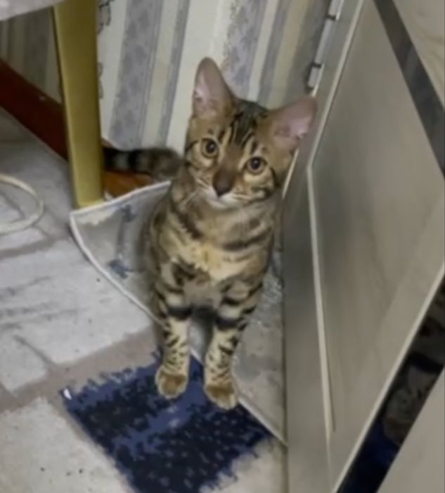 Bengal mushuk va mushukchala