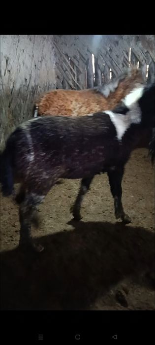 Продам жеребят годовалых.