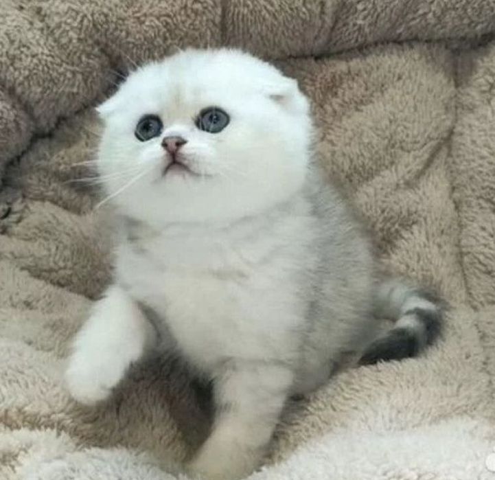 Продаются шикарные  Шотландские  котята. Скотиш Фолд и Скотиш Страйт.