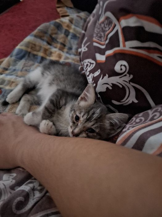 Кошка 4 месяца бесплатно