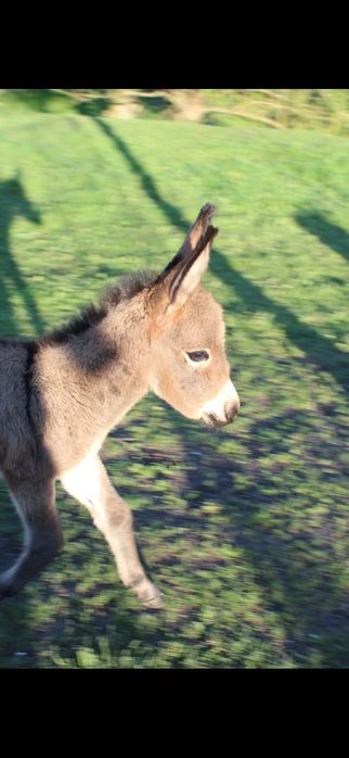 Lapte de măgăriță