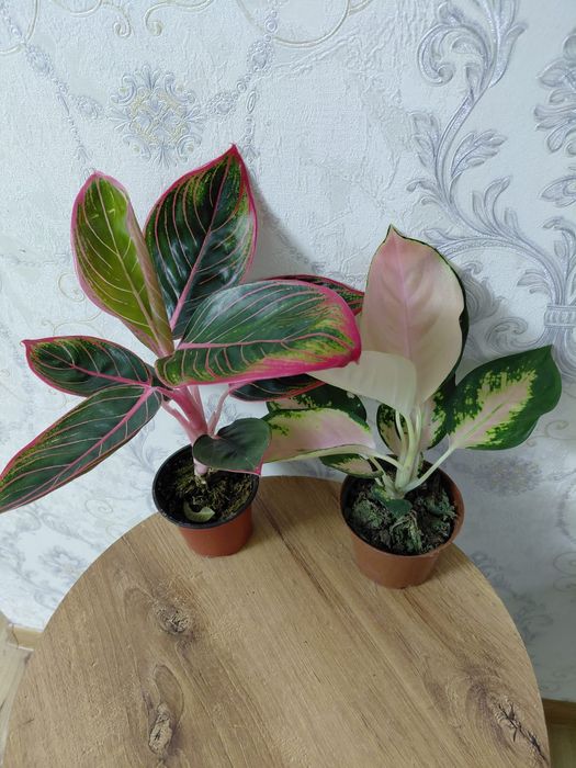 Комнатные растения