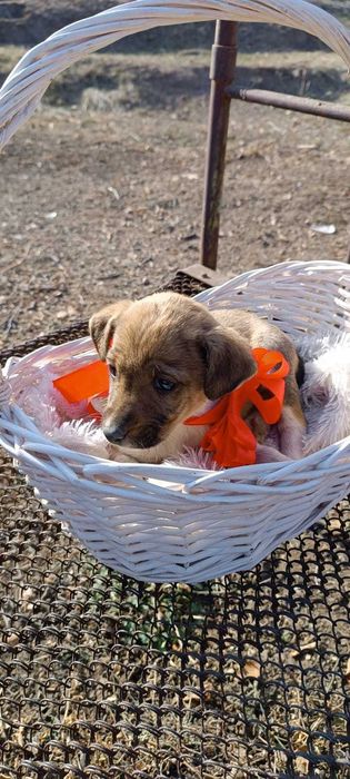 Щенки в добрые руки