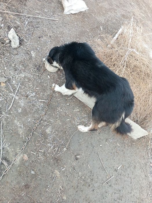 It kuchuk oʻrgatilgan