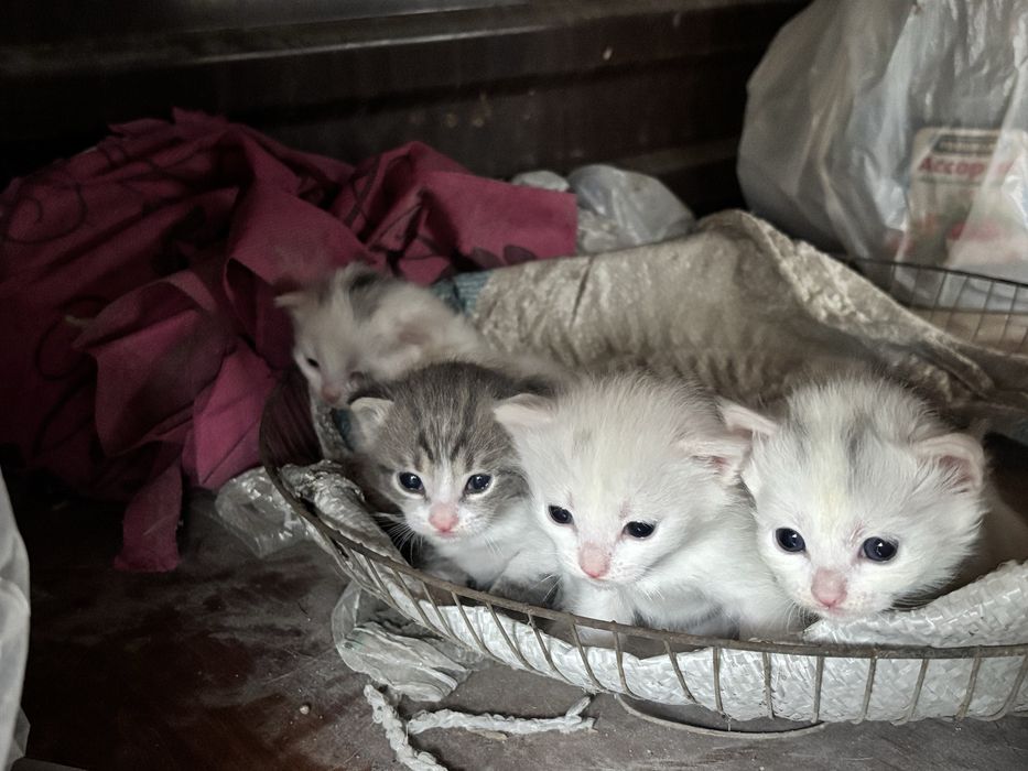 Отдам котенки в хорошие руки