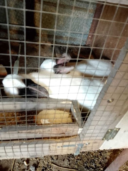 Продавам калифорнийски зайци