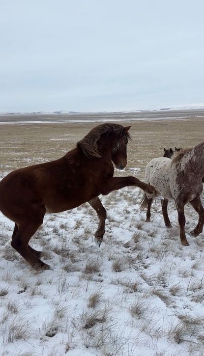 Кушумские жеребцы 3 года