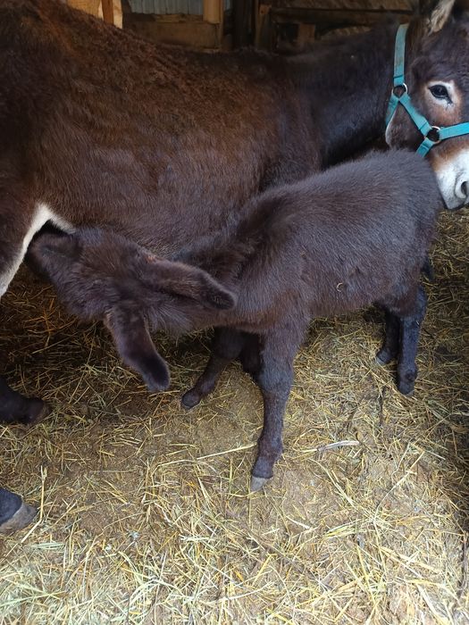Lapte de măgăriță