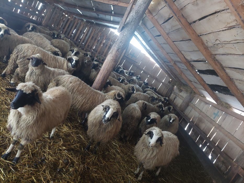 De vânzare breze de Petroșani