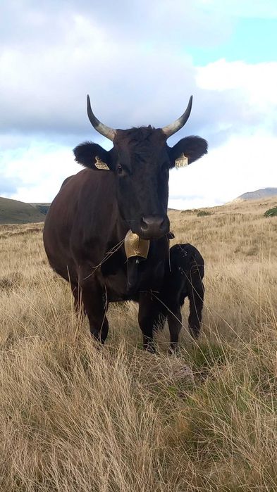 vitele,juninci si vaci din  rasa WAGYU (vaci japoneze