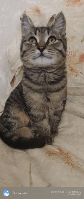 Мальчик котенок мальчик возраст 3мес