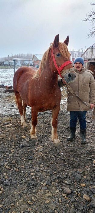 Vand iapa 3 ani si mânz 2 luni .