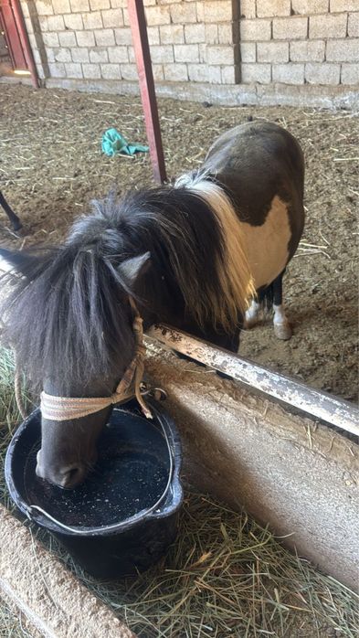 Продается Пони жеребец