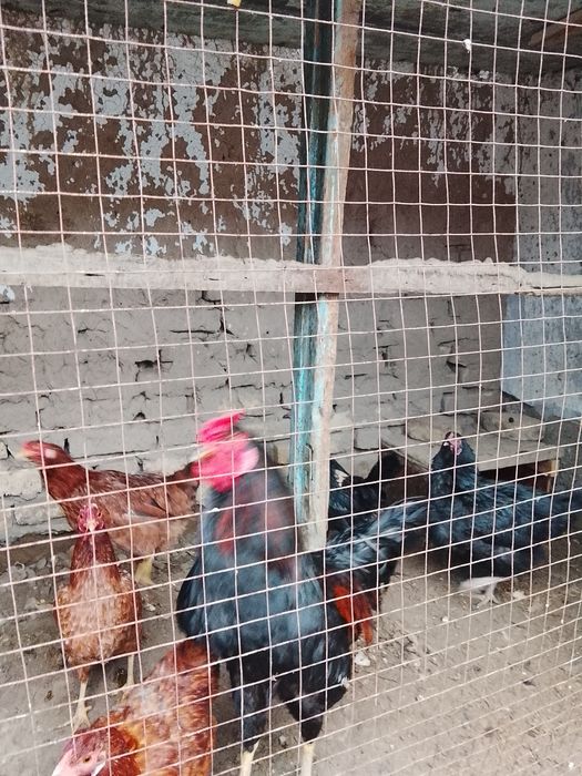 Хўроз сатилади дамашне