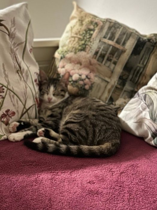 котенца от Созопол