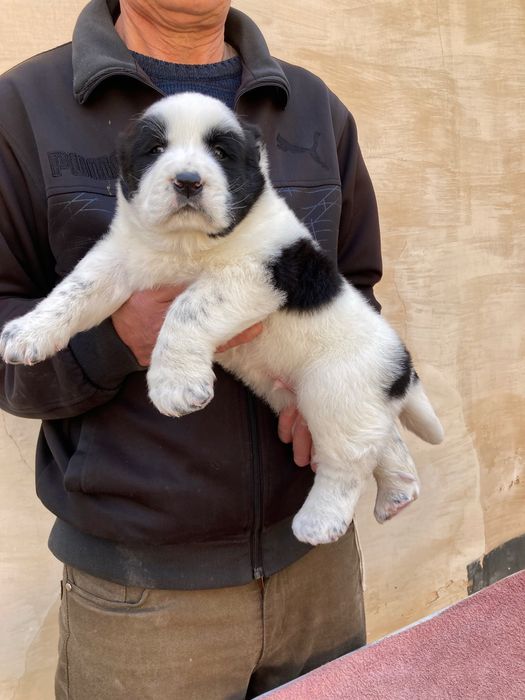 Щенок Туркменского Алабая ( Чистокровный )