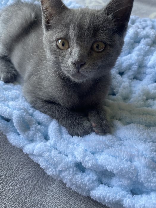 Кошка гибрид сиамский и британский отдаю в хорошие рук